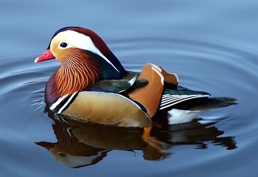 mandarin-duck-775558_640