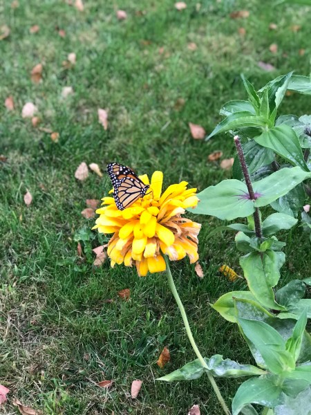 image_499b56fe-8c70-422b-a006-8441413a759d.img_6405